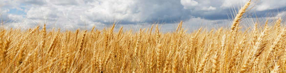 A beautiful shot of a whet field with a cloudy sky in the background at daytime
