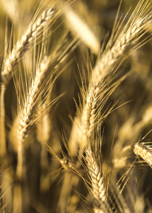 close-up-golden-wheat-spices