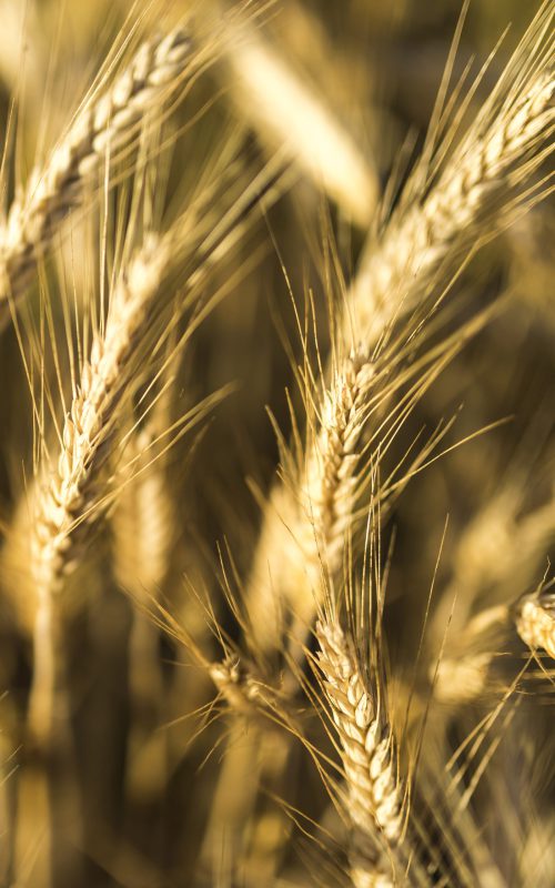 close-up-golden-wheat-spices