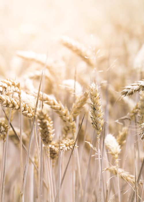 A closeup selective focus shot of a beautiful wheat field on a sunny day