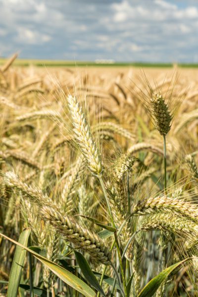 A closeup shot of the barley grain field during daytime