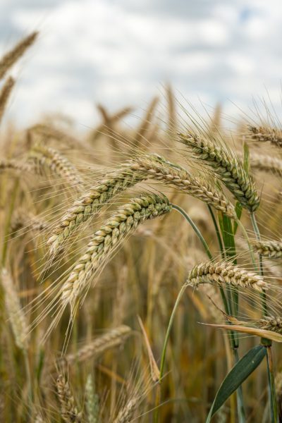 A closeup shot of barley grains in the field