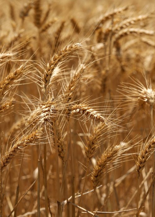 A selective focus shot of golden ears of wheat in a field