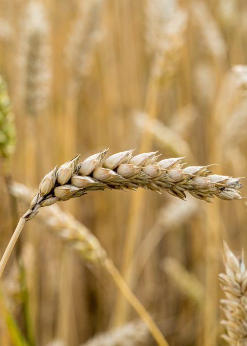 A selective focus shot of wheat branches in the field
